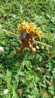 Cheetara (Thundercats) Custom Action Figure