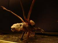 Baby Necromorph (Dead Space) Custom Action Figure
