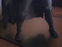 Classic Black Panther (Marvel) Custom Action Figure