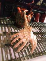 Alien Queen Facehugger (Aliens) Custom Miniature / Figurine