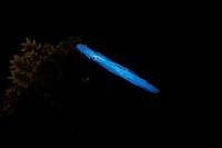 Glow in the Dark Atomic Breath Effect Piece for SHMA Godzilla (Godzilla) Custom Other