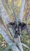 Sauron of The Savage Land (Marvel Legends) Custom Action Figure